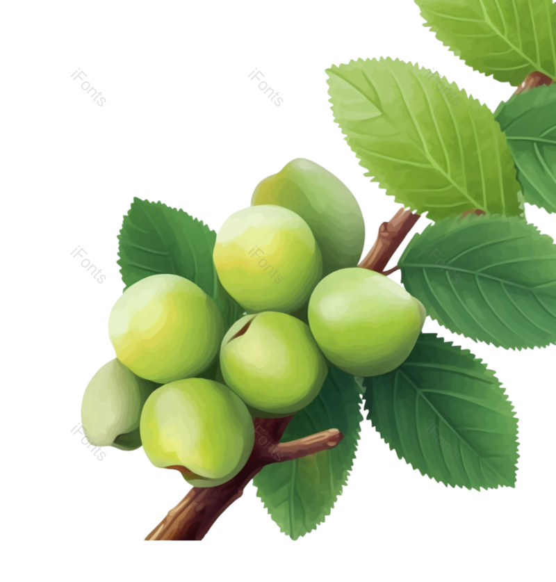 芒种图片,水果元素,绿色PNG,植物免抠素材